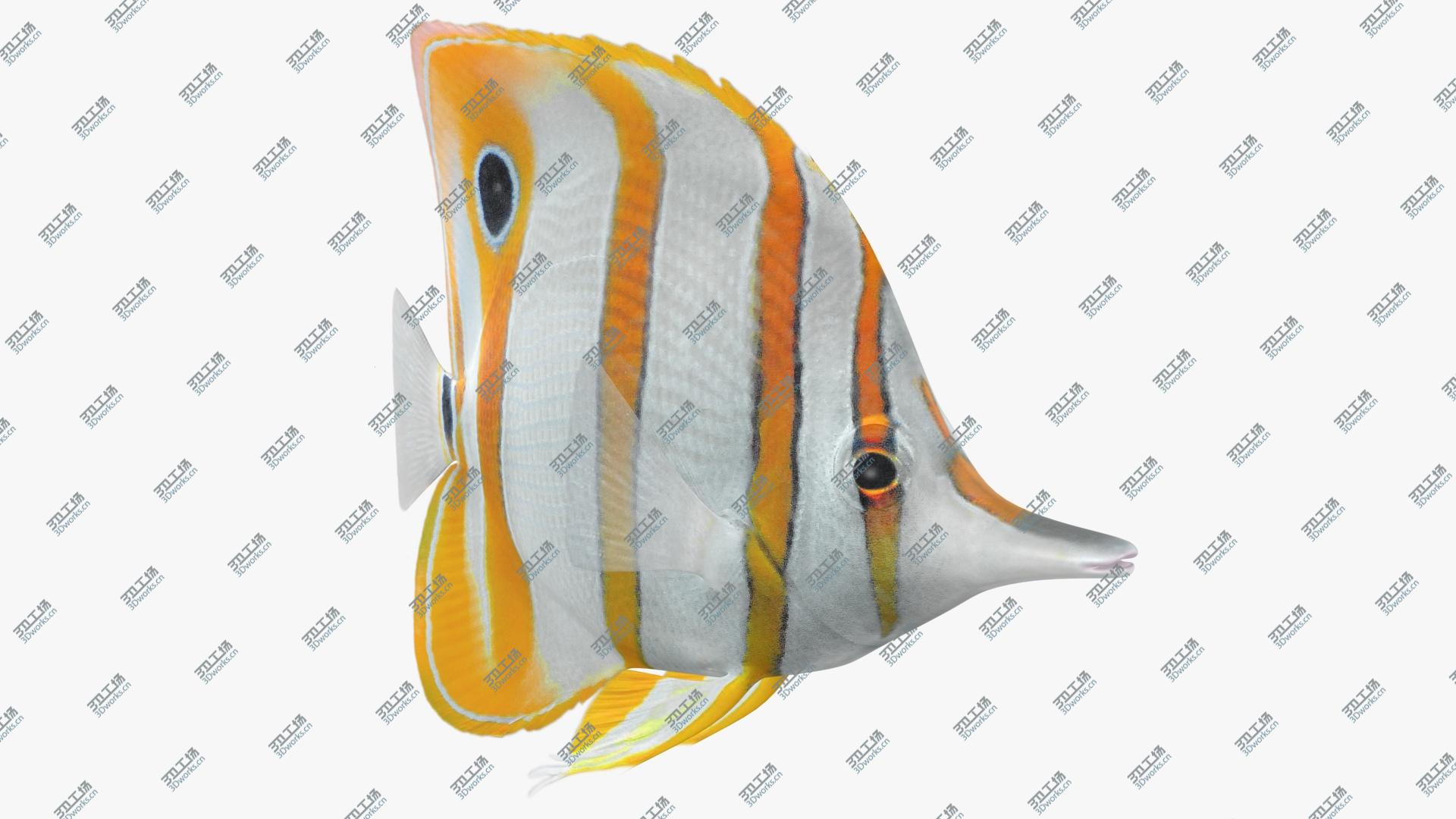 images/goods_img/202105074/3D Copperband Butterflyfish Animated/2.jpg